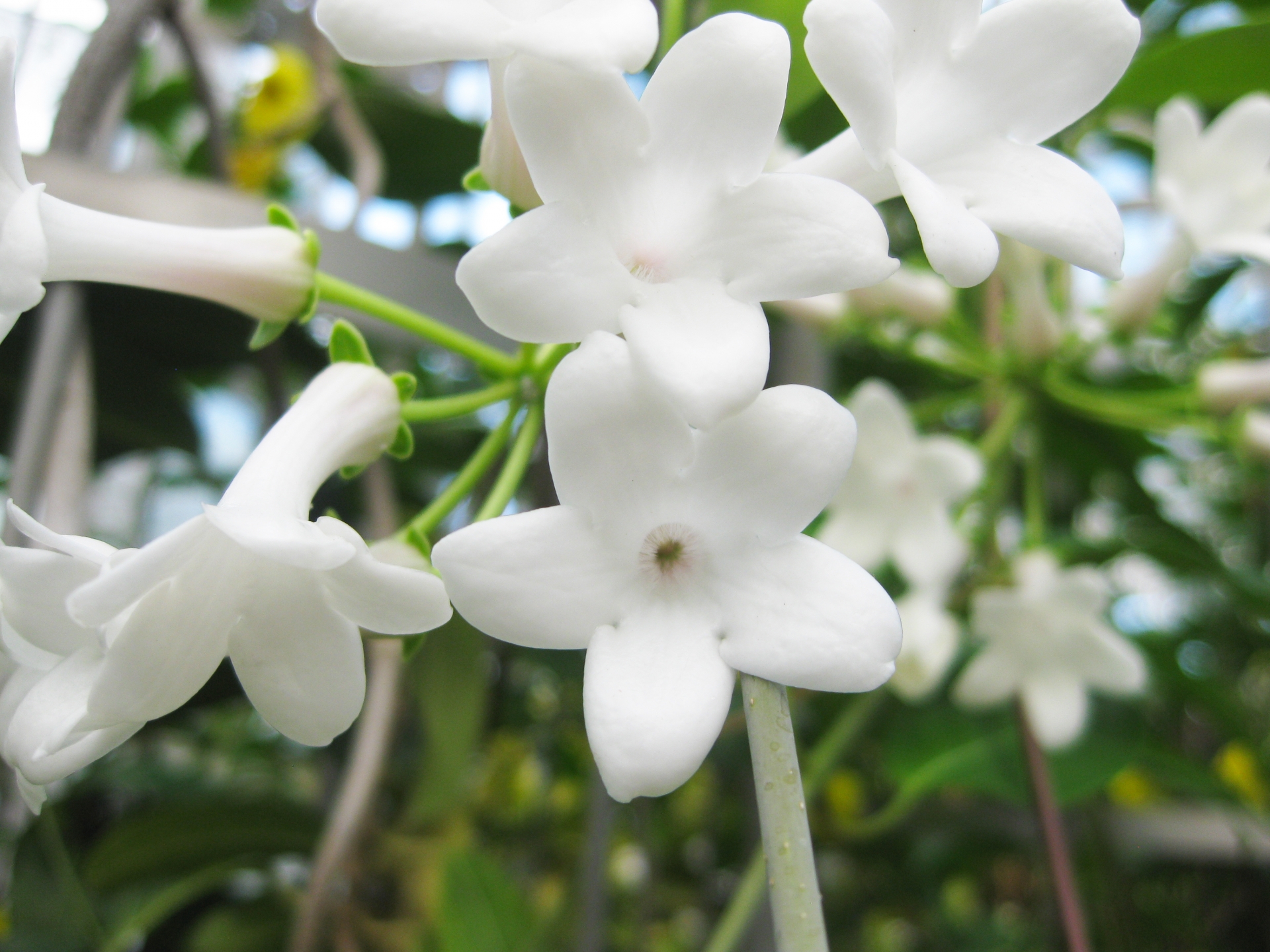 ジャスミンの花