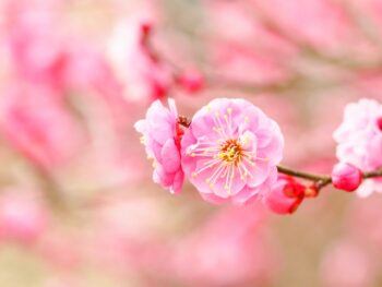 花粉と戦う鼻水