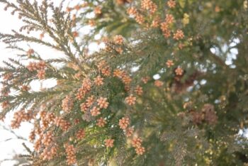 花粉症の治し方